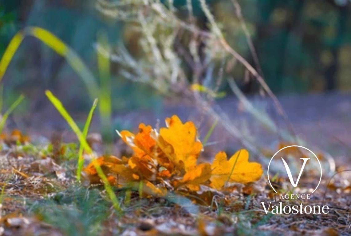 Agence immobilière de Valostone International