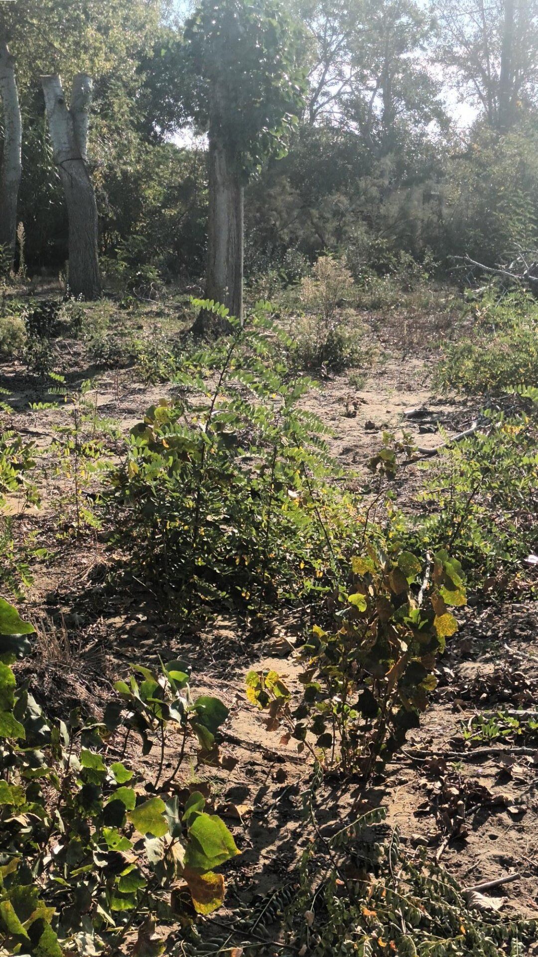 Agence immobilière de AGENCE INTERNATIONALE ALBERT HONIG