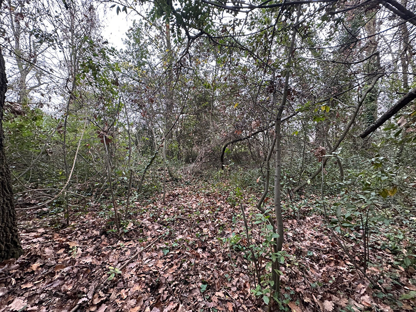 Agence immobilière de Arte Vivendi